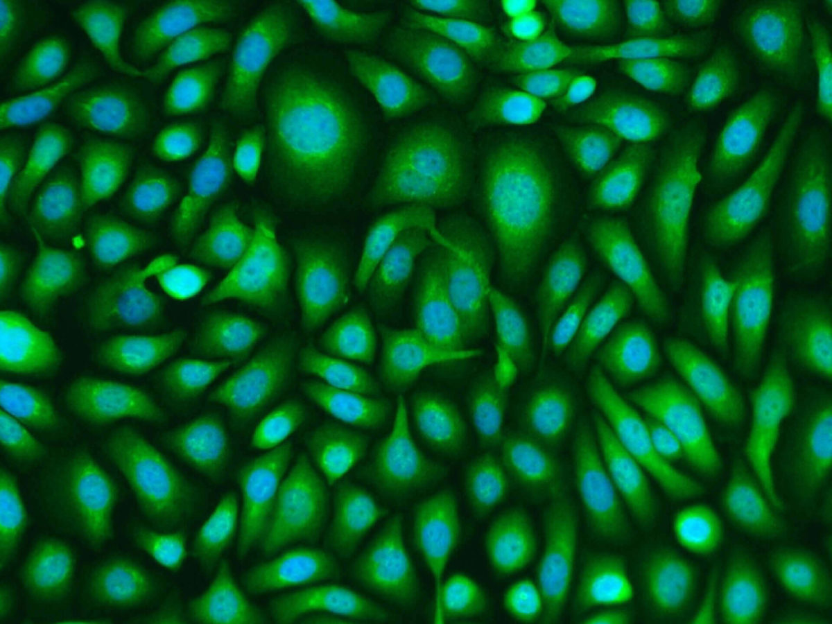 2D/3D In Vitro Cell Model - Monasterium Laboratory